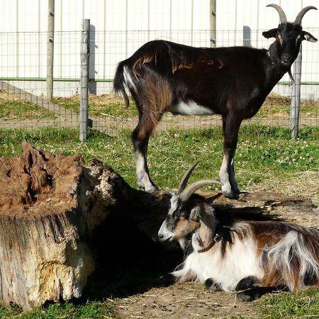 مبيت وإفطار Villaines-la-Juhel Chambre D'Hotes Le Pot Au Lait المظهر الخارجي الصورة