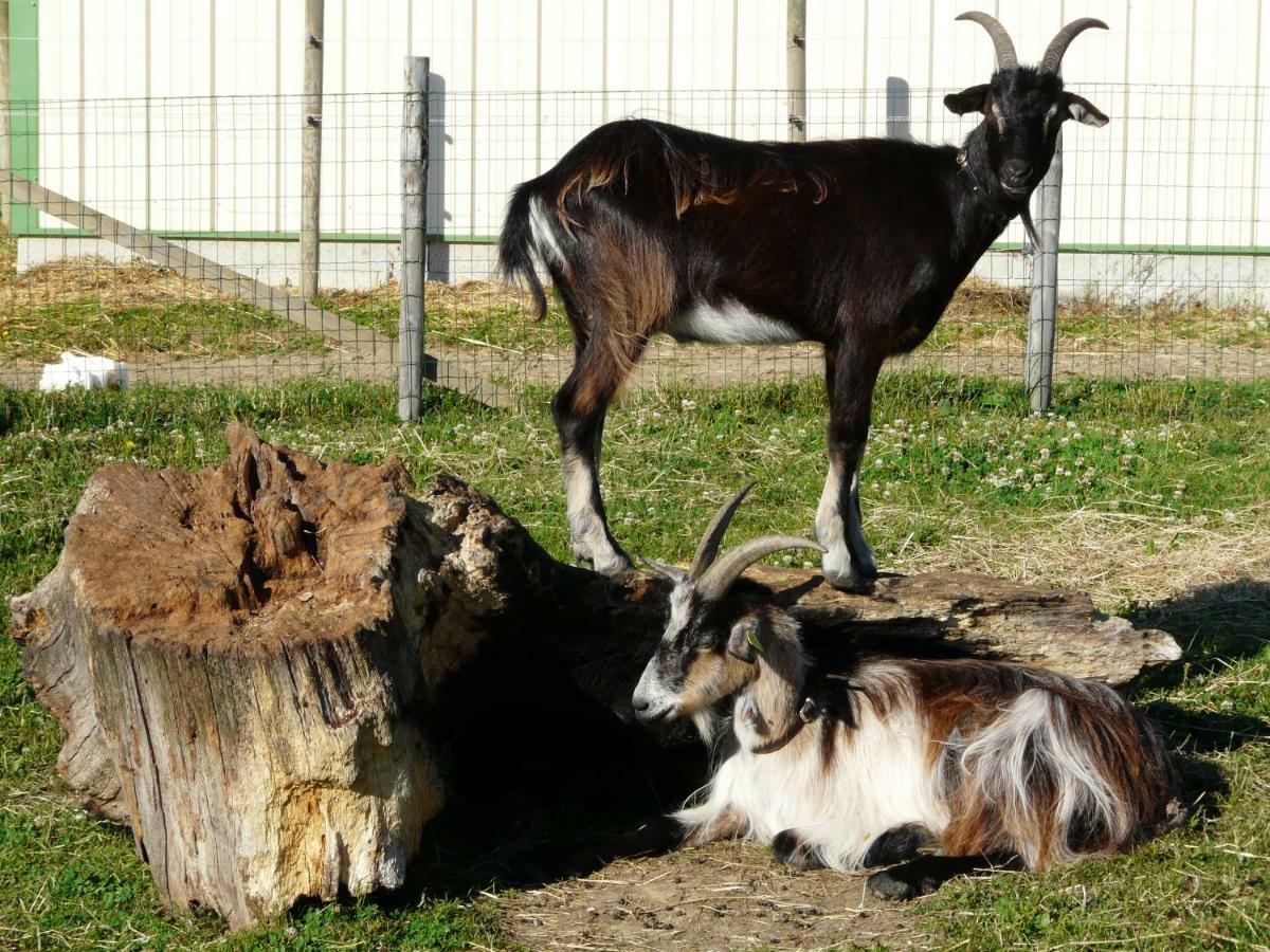 مبيت وإفطار Villaines-la-Juhel Chambre D'Hotes Le Pot Au Lait المظهر الخارجي الصورة